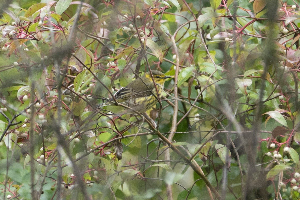 Cape May Warbler - ML608961136
