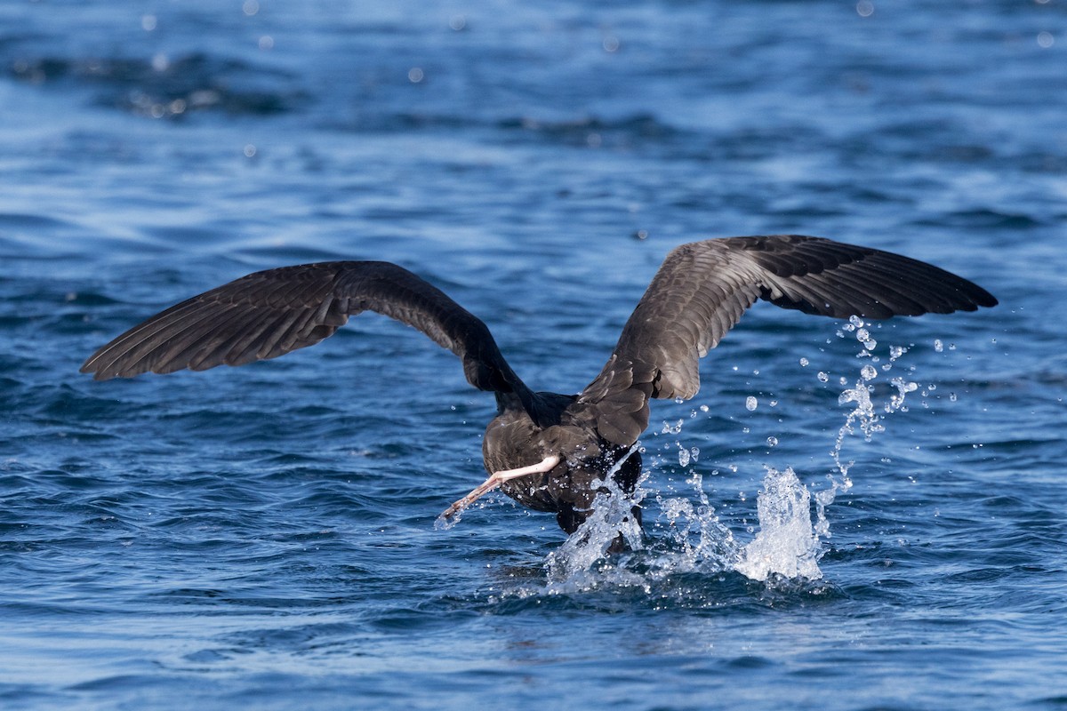 Flesh-footed Shearwater - ML608961663