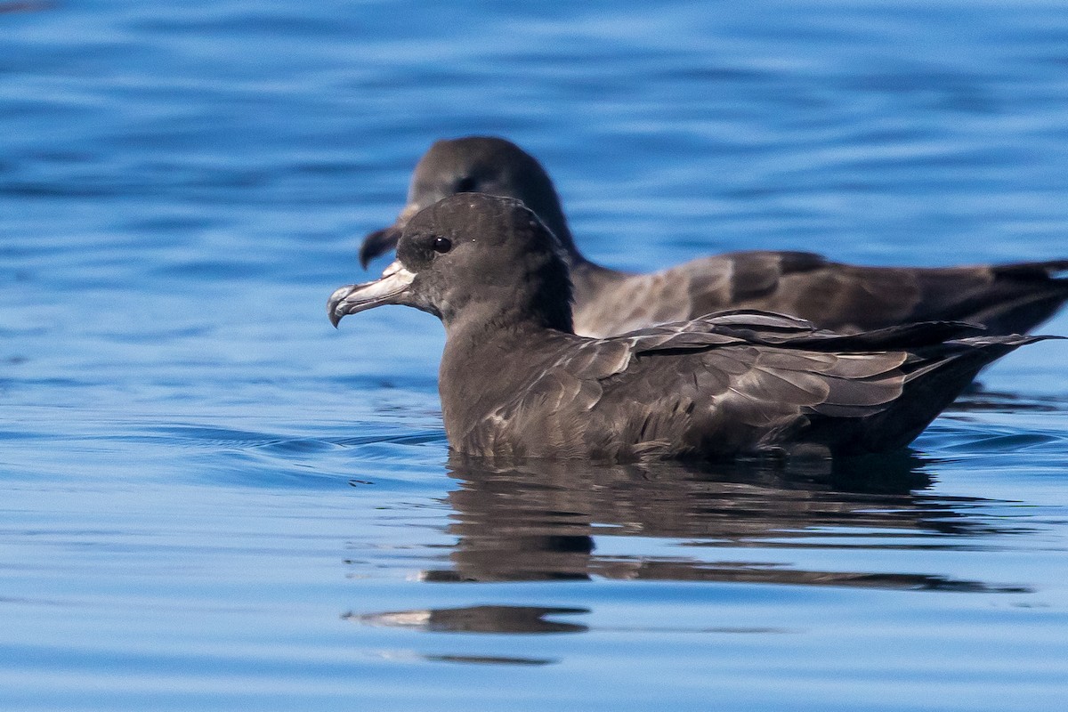 Flesh-footed Shearwater - ML608961664