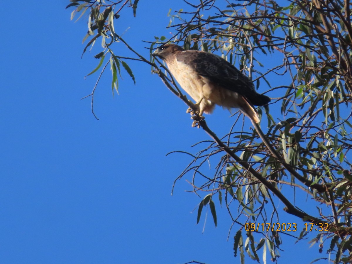 Red-tailed Hawk - ML608961698