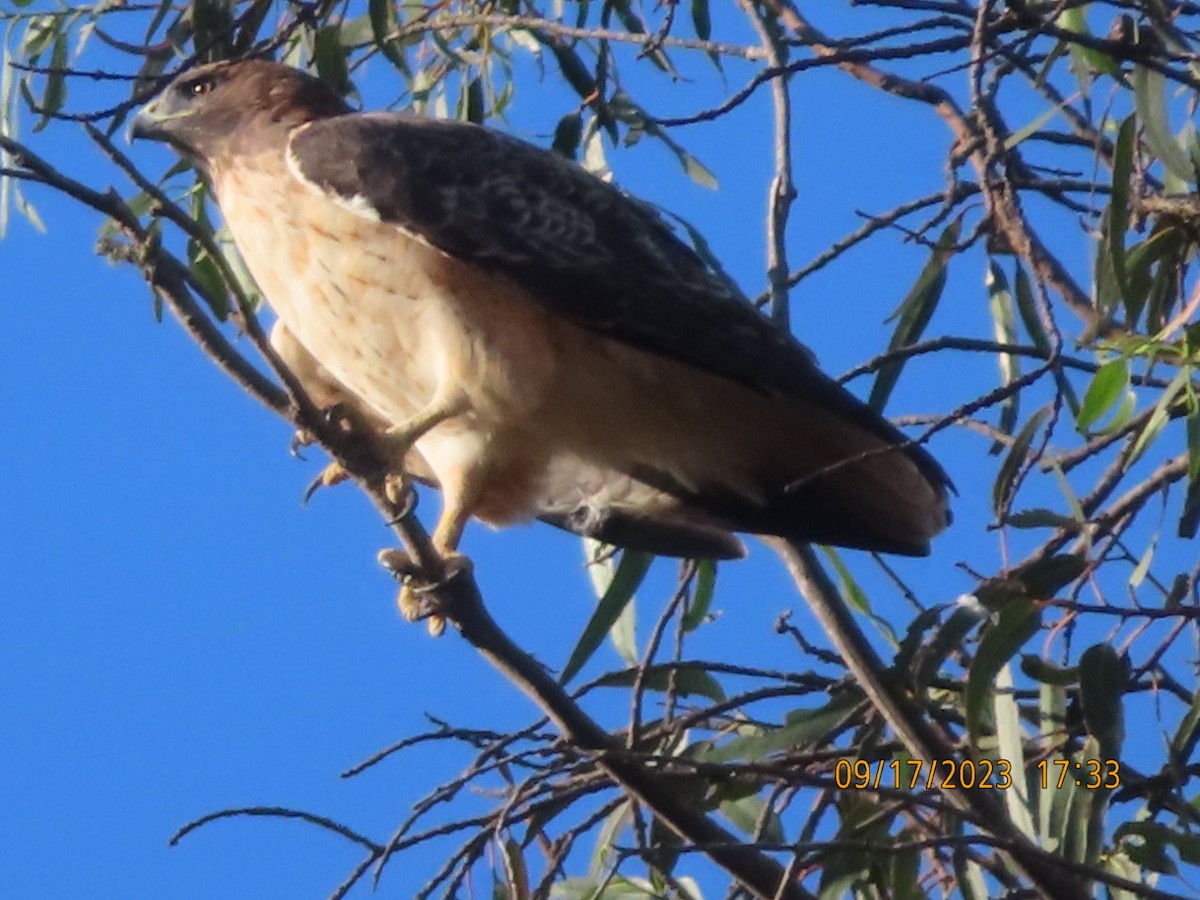 Red-tailed Hawk - ML608961699