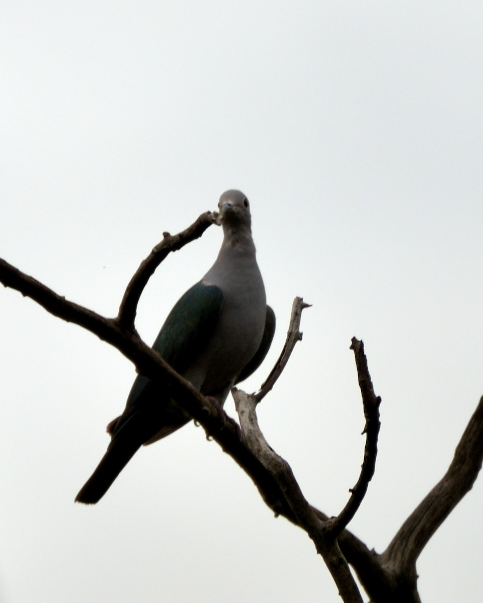 Green Imperial-Pigeon - ML608961702
