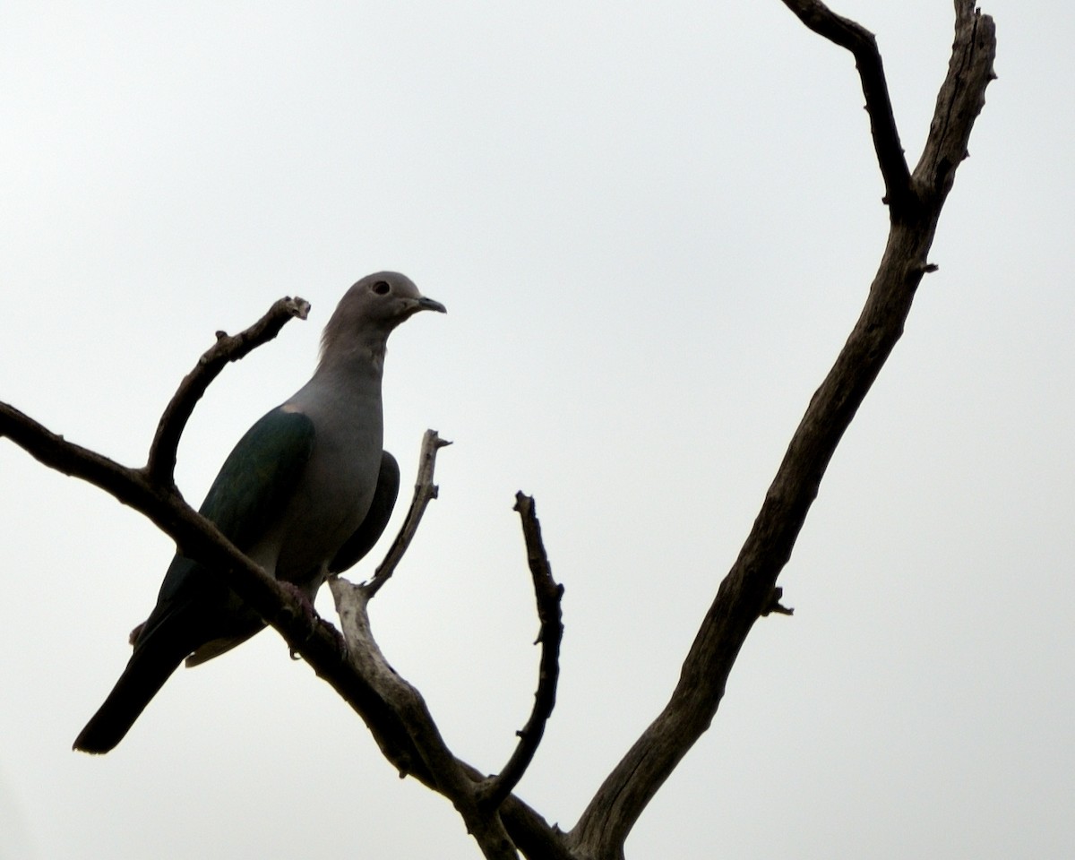 Green Imperial-Pigeon - ML608961703