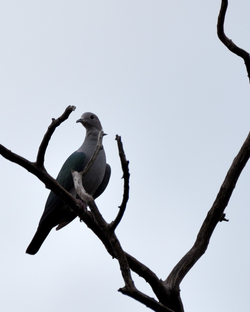 Green Imperial-Pigeon - ML608961704