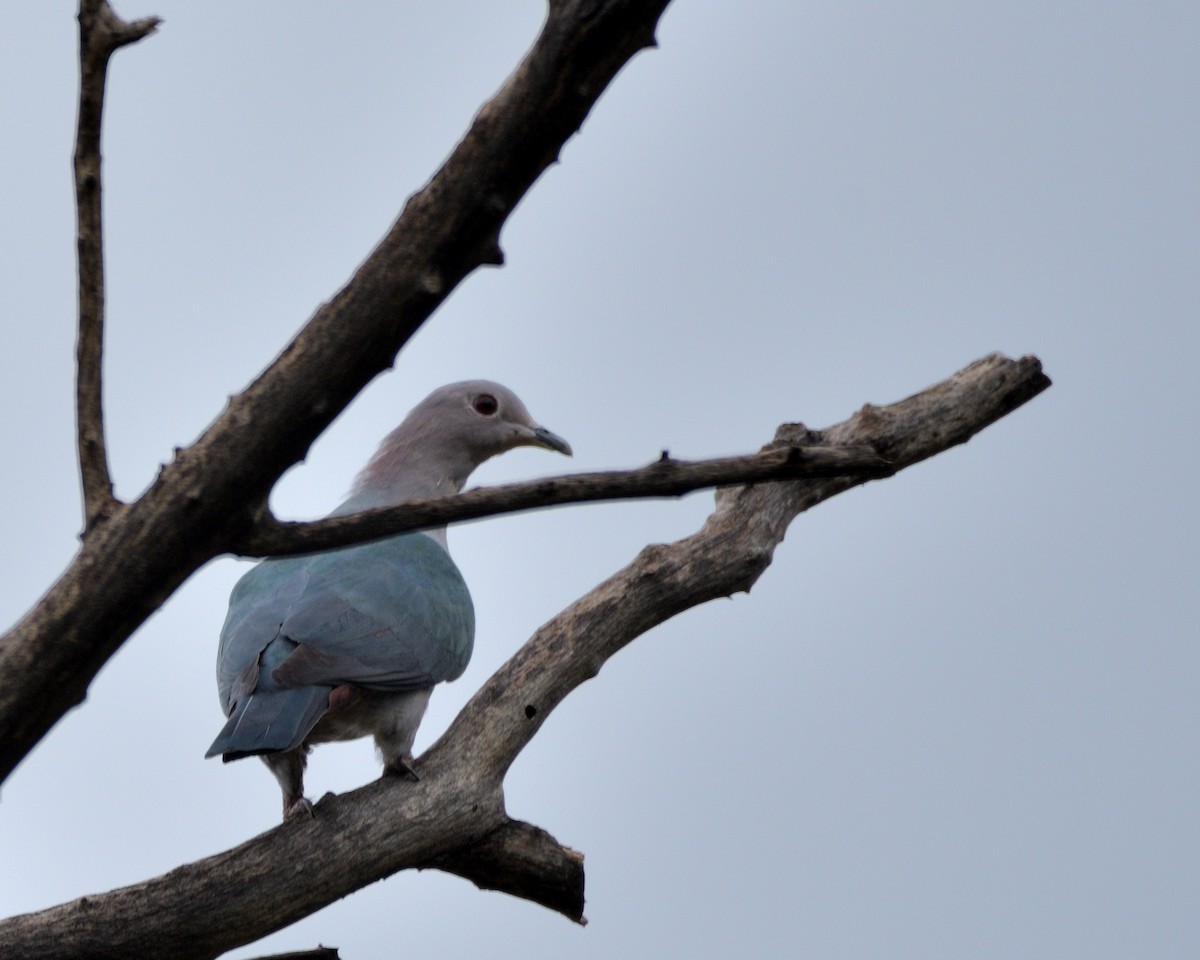 Green Imperial-Pigeon - ML608961705