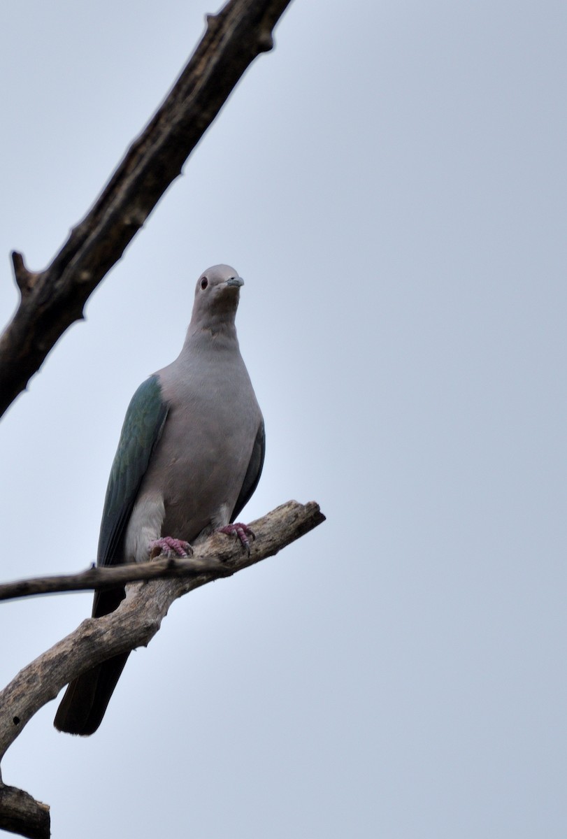 Green Imperial-Pigeon - ML608961706