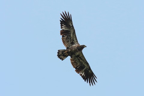 Golden Eagle vs Raven by Alex Lamoreaux