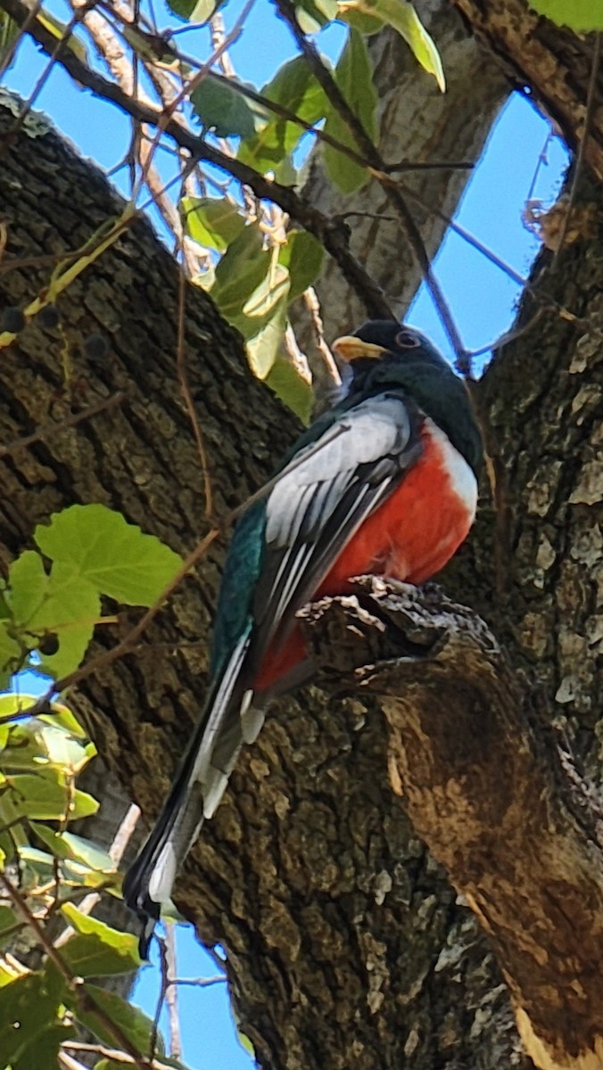 EBird Checklist 17 Sep 2023 Madera Canyon Mt Wrightson Picnic