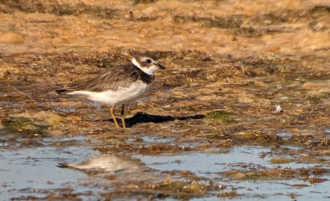 Semipalmated Plover - ML608961955