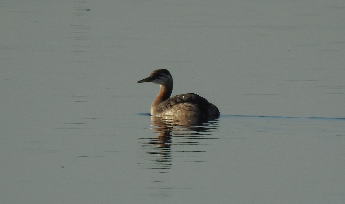 Red-necked Grebe - ML608962965