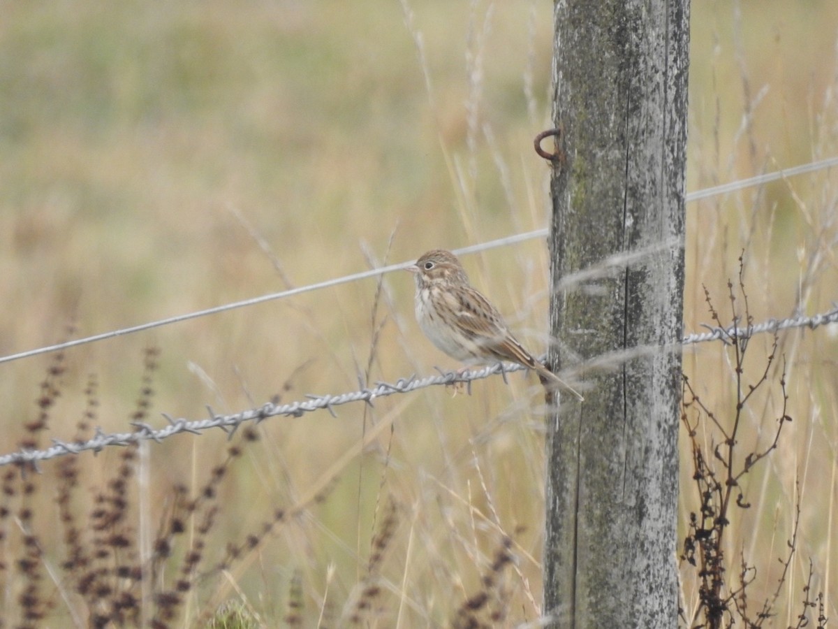 Vesper Sparrow - ML608963049