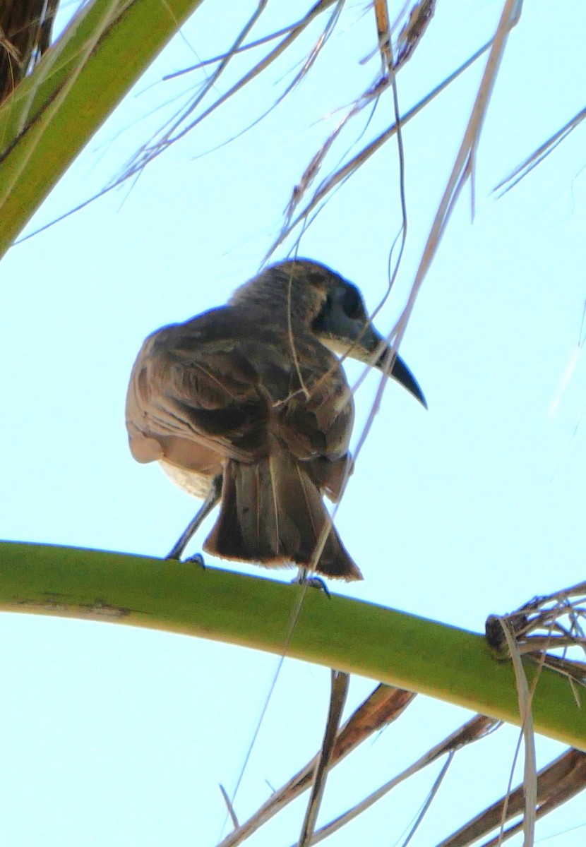 Little Friarbird - ML608963090