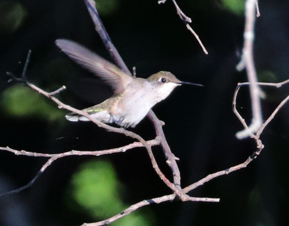 Ruby-throated Hummingbird - ML608963102