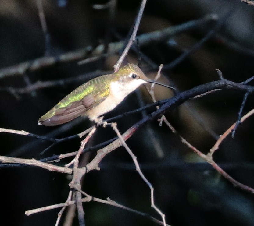 Ruby-throated Hummingbird - ML608963103