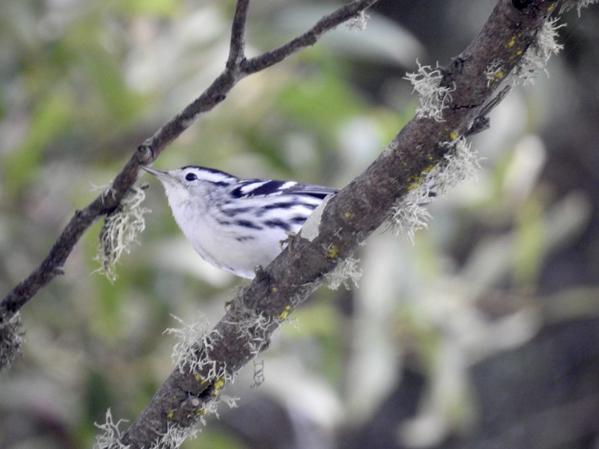 Black-and-white Warbler - ML608963153