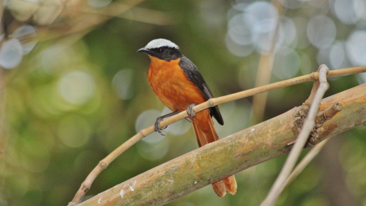 White-crowned Robin-Chat - ML608963269