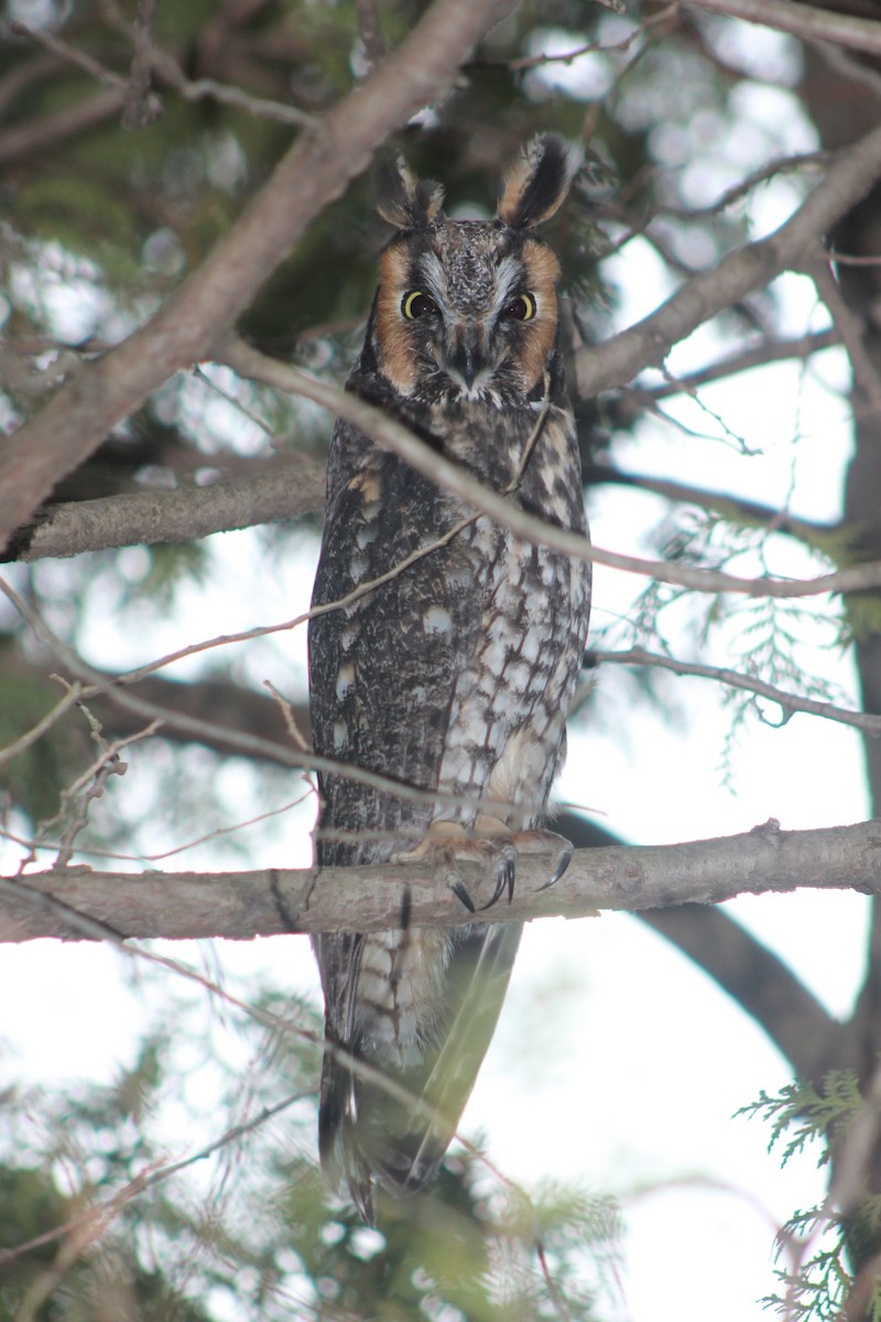 Long-eared Owl - ML608963429