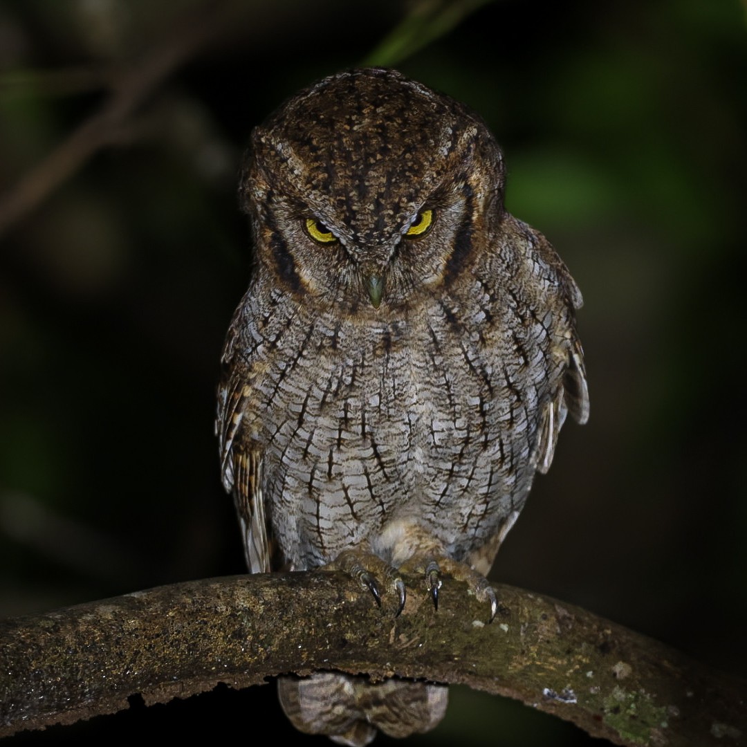 Tropical Screech-Owl - ML608963472