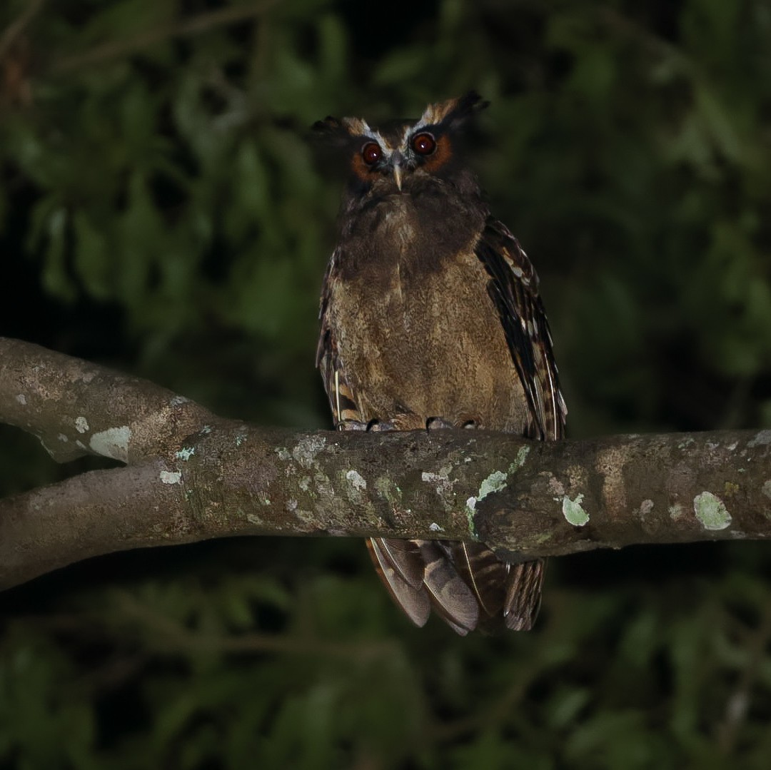 Crested Owl - ML608963495