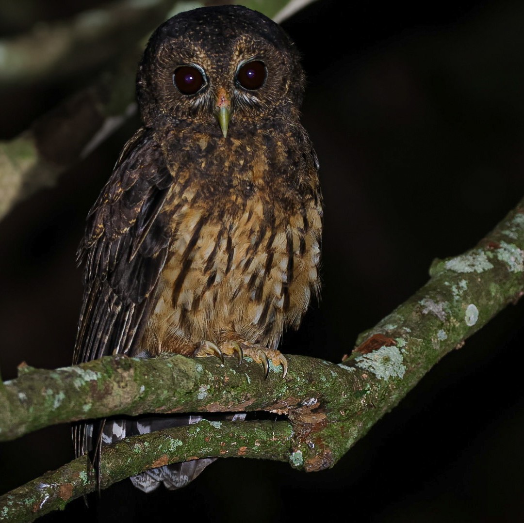 Mottled Owl - ML608963501