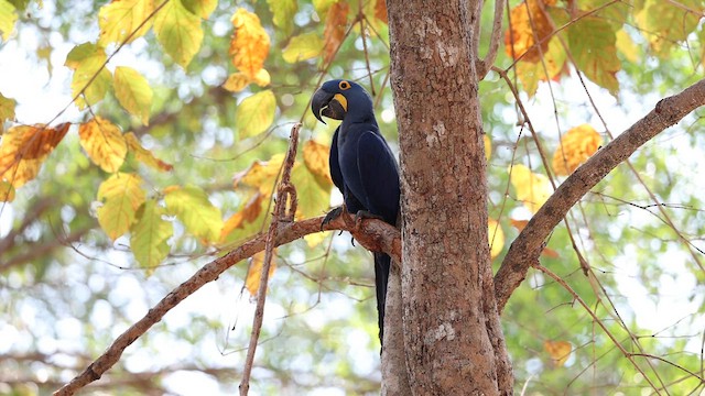 Hyacinth Macaw - ML608963960