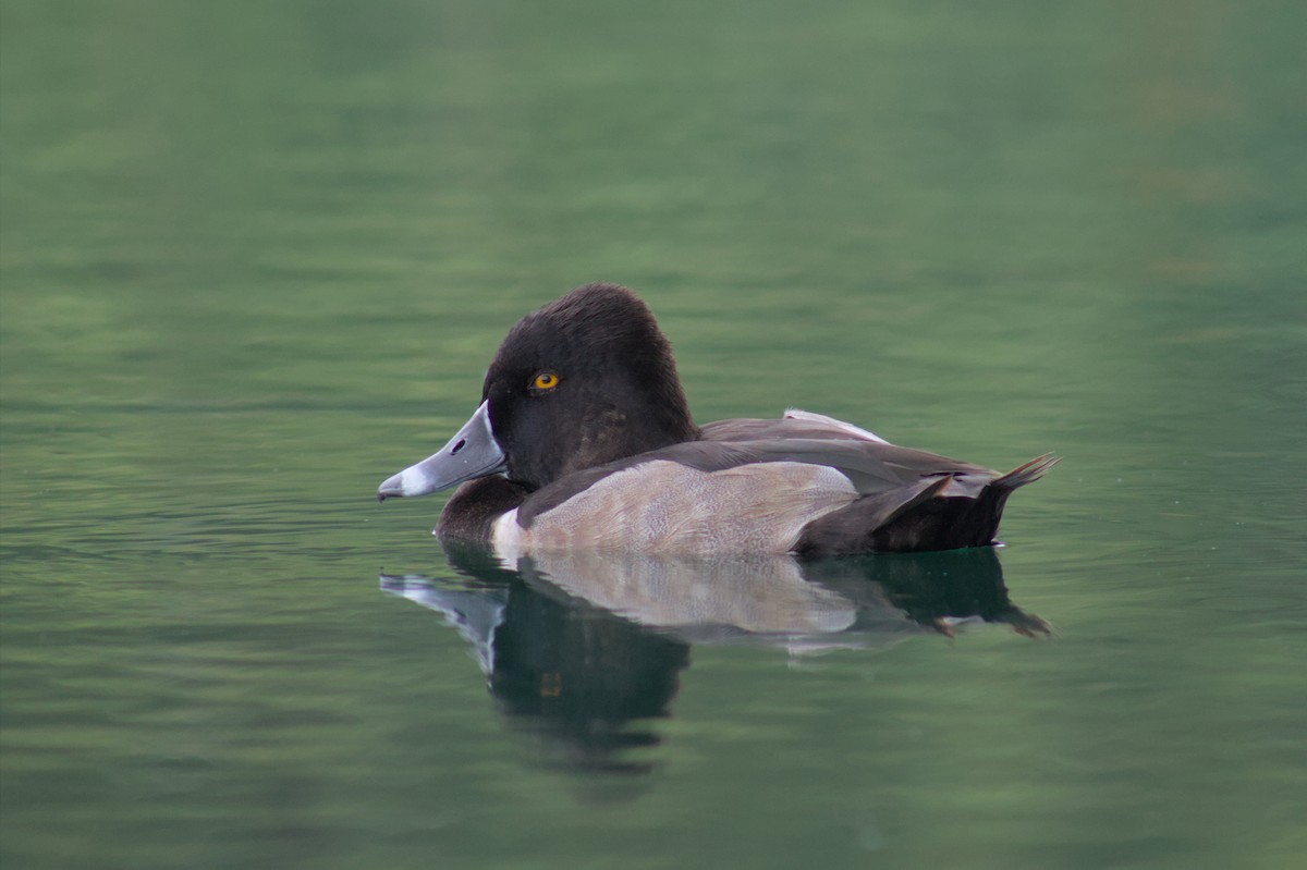 Ring-necked Duck - ML608964163