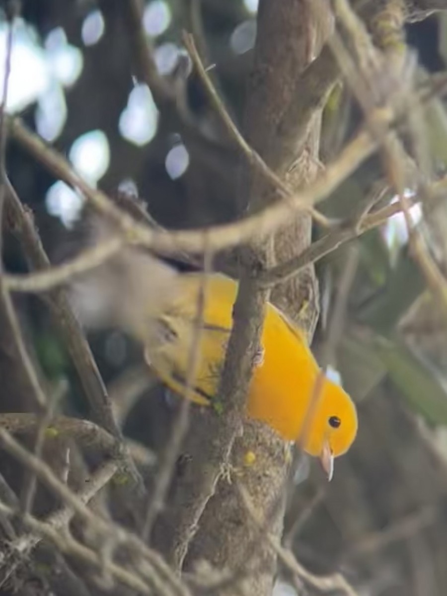 Prothonotary Warbler - Jonah  Benningfield