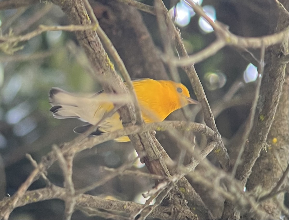 Prothonotary Warbler - ML608964558