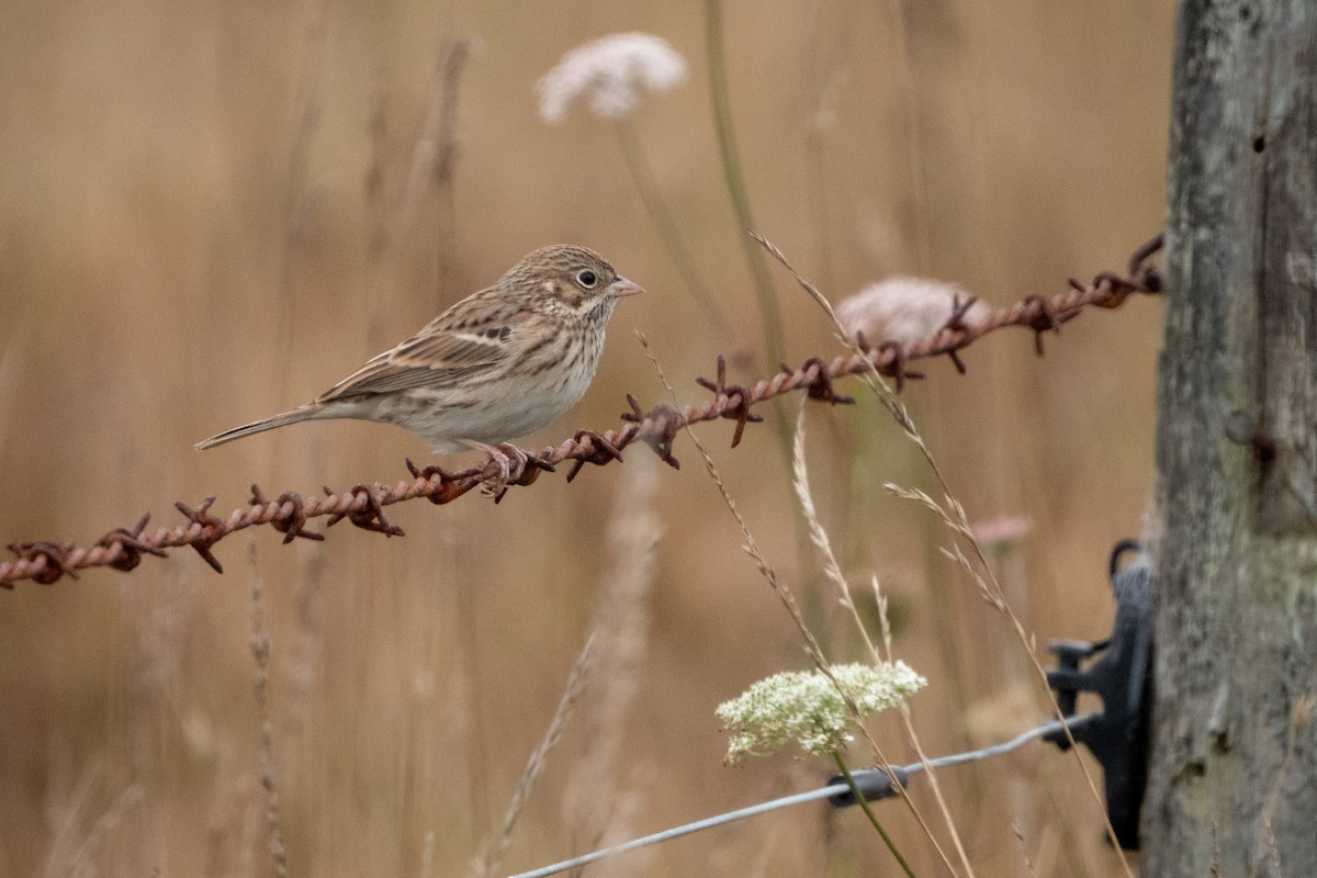 Vesper Sparrow - ML608965376