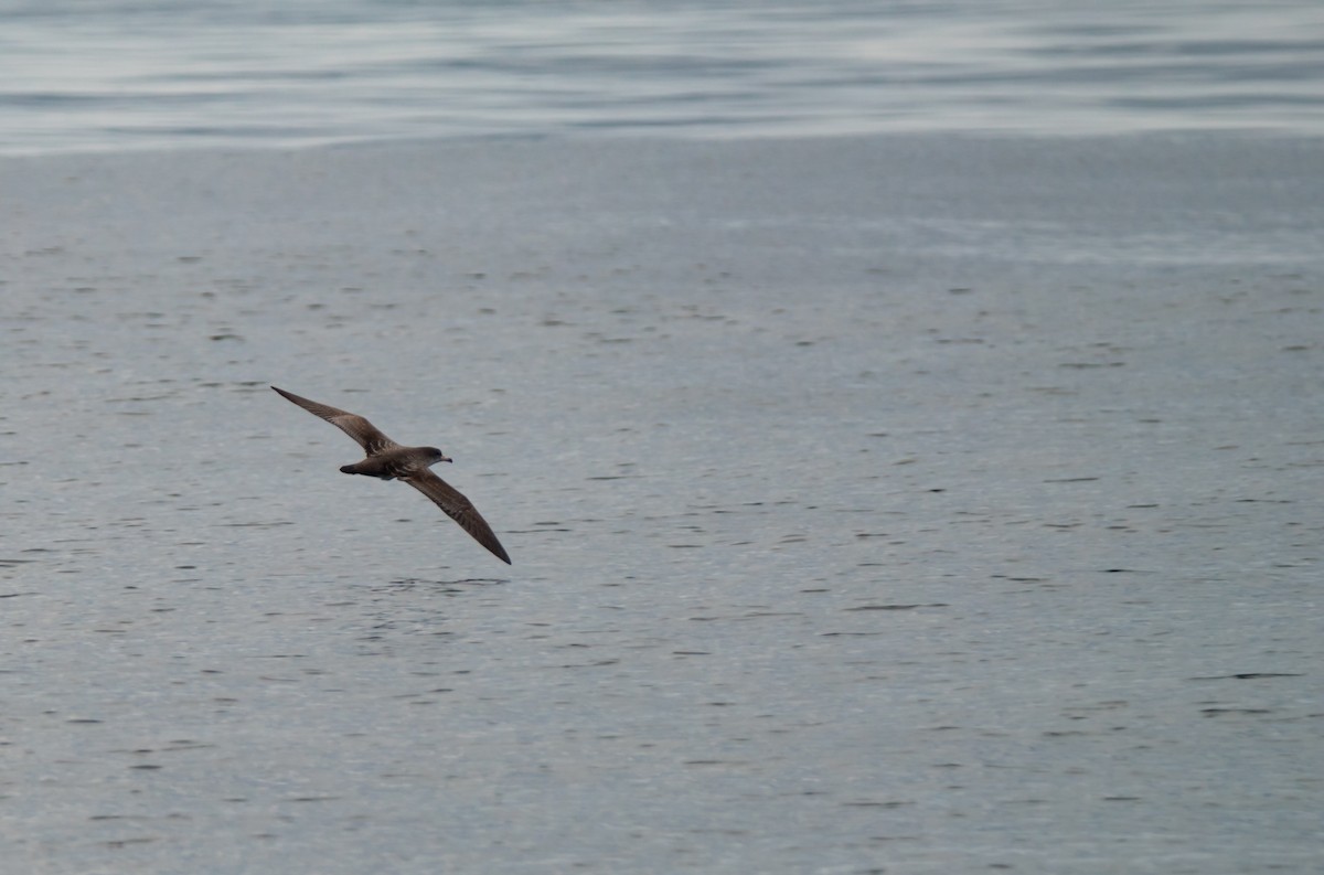 Pink-footed Shearwater - ML608965529