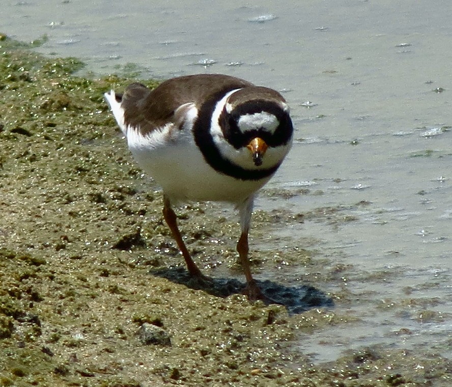 Common Ringed Plover - ML608965863