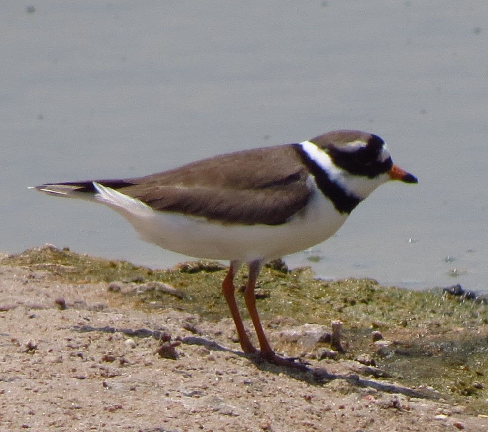 Common Ringed Plover - ML608965865