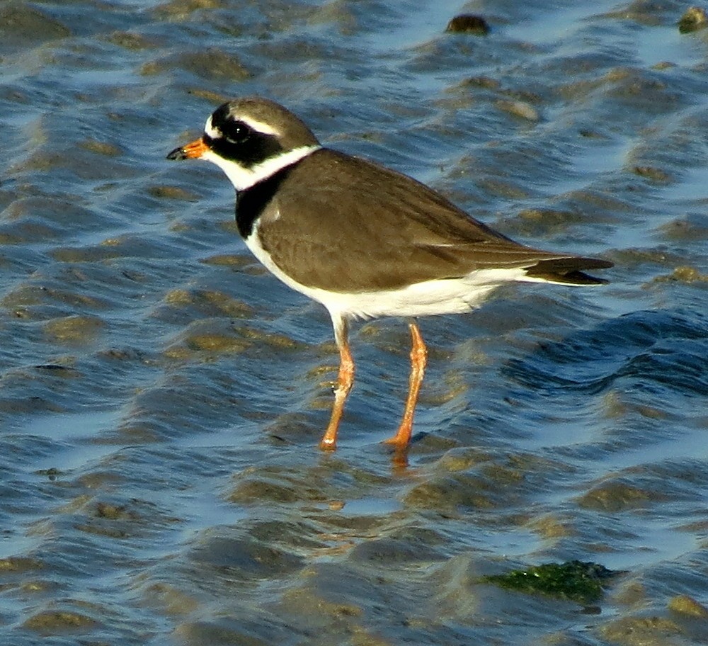 Common Ringed Plover - ML608965867