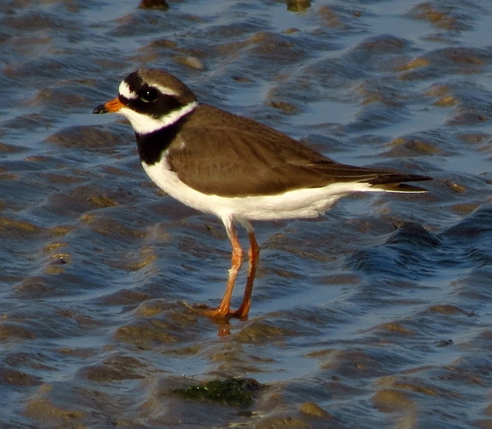Common Ringed Plover - ML608965868