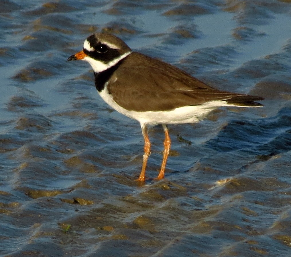 Common Ringed Plover - ML608965869