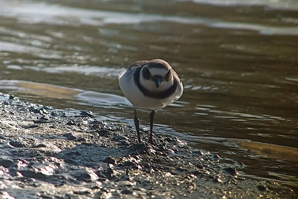 Common Ringed Plover - ML608966658