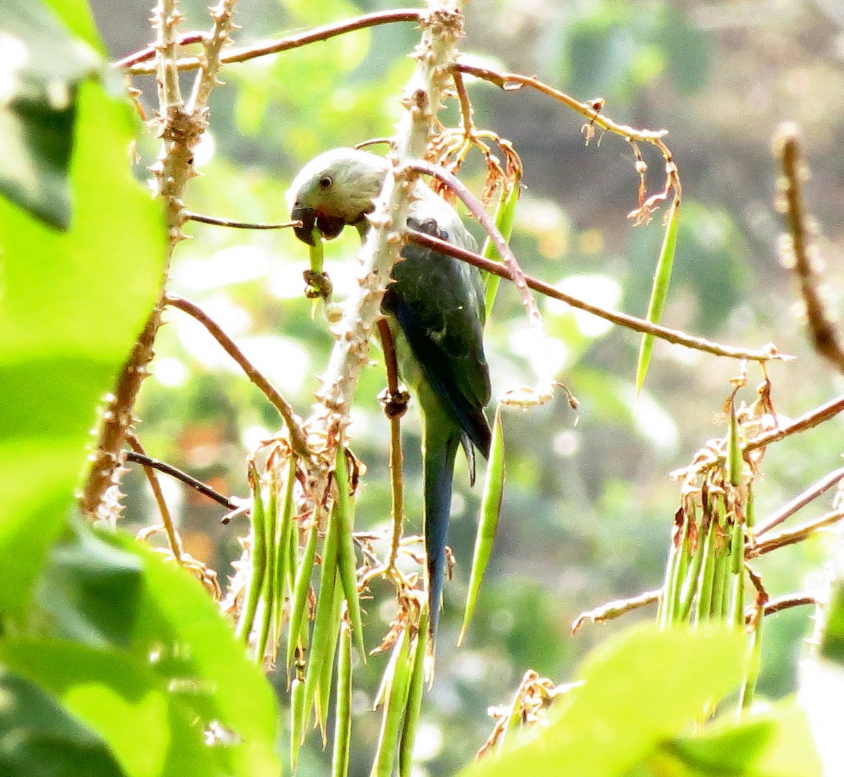 Malabar Yeşil Papağanı - ML608966719