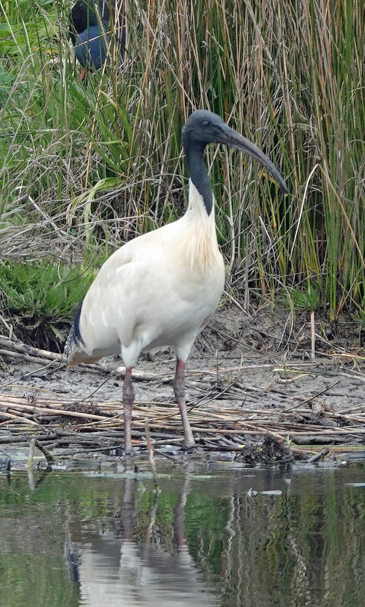 ibis australský - ML608966994