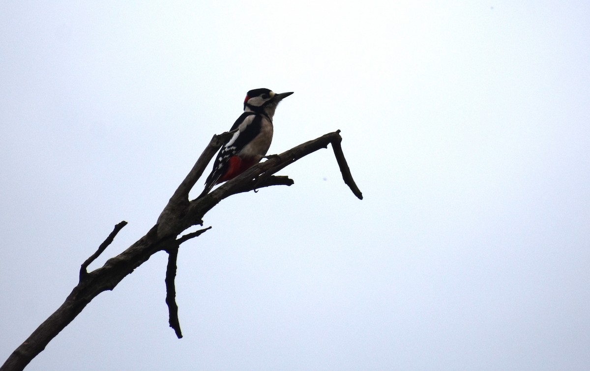 Great Spotted Woodpecker - ML608967153