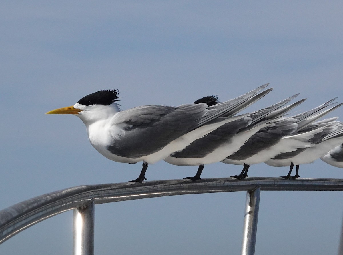 Great Crested Tern - ML608967222