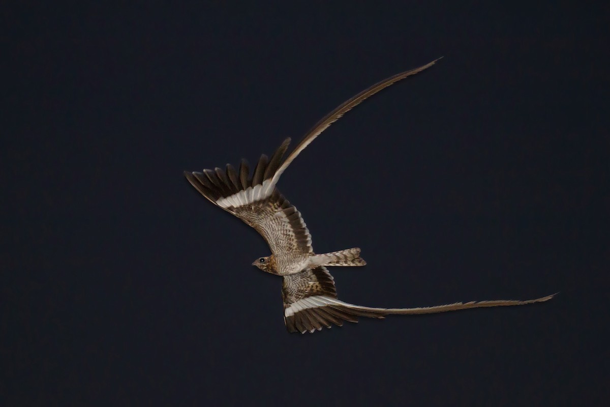 Pennant-winged Nightjar - Jody de Bruyn