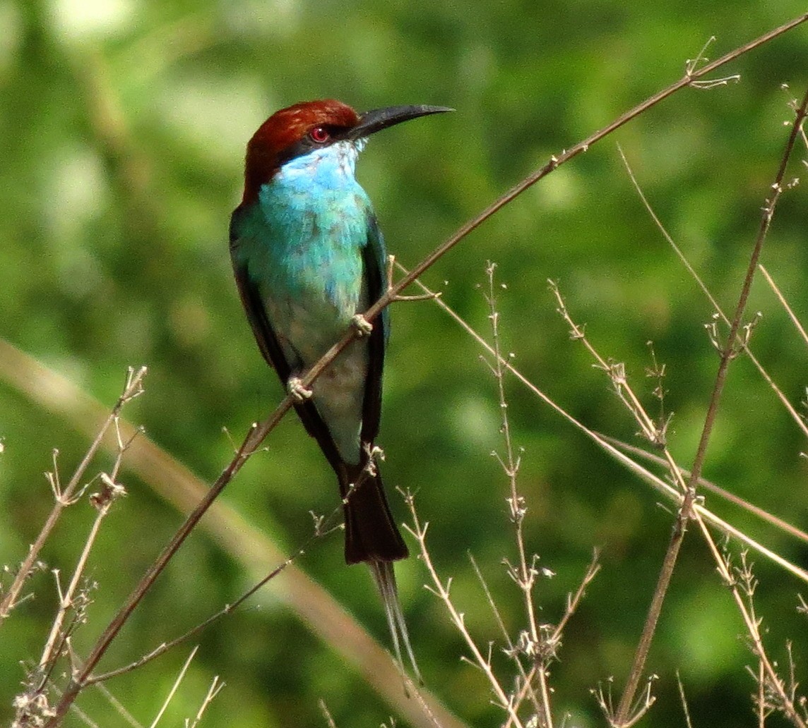 Blue-throated Bee-eater - ML608967486
