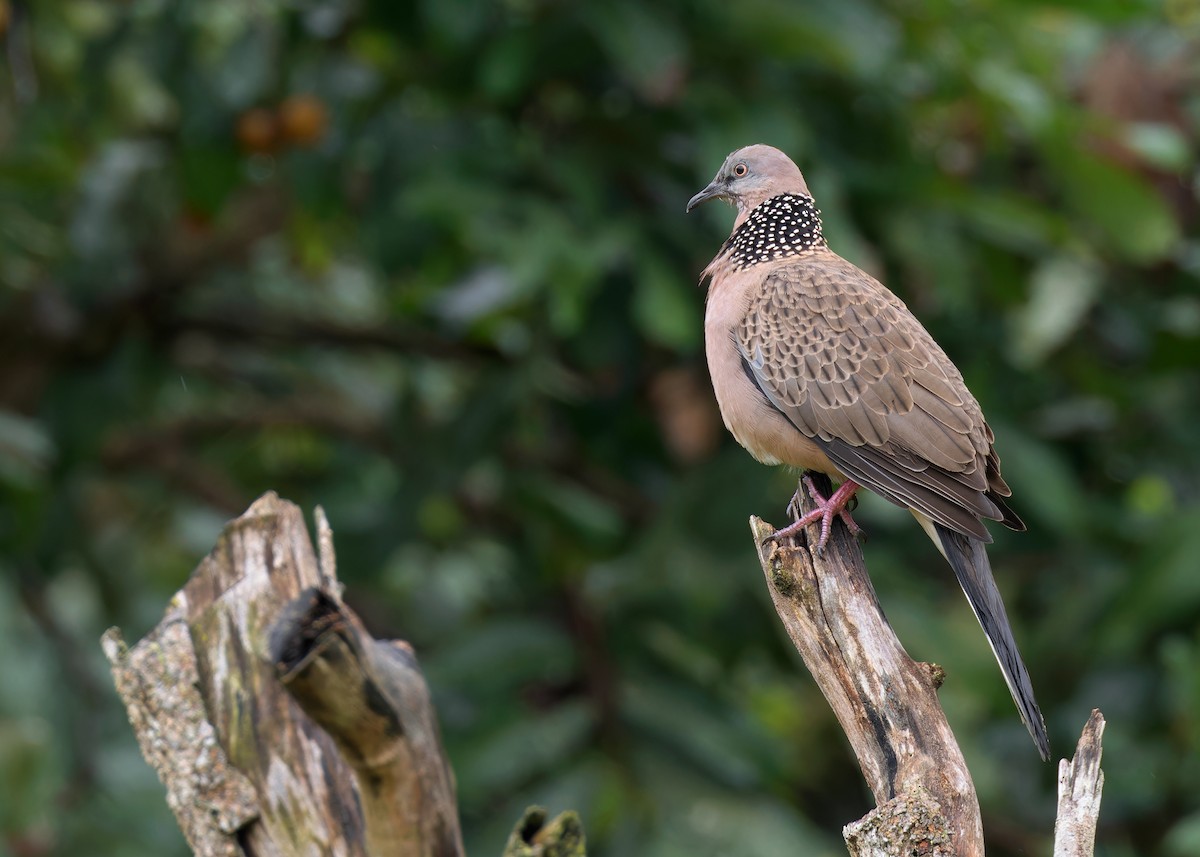 Spotted Dove (Eastern) - ML608967639