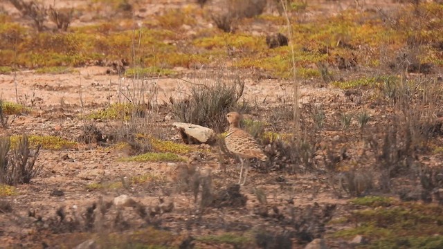 Double-banded Courser - ML608967686