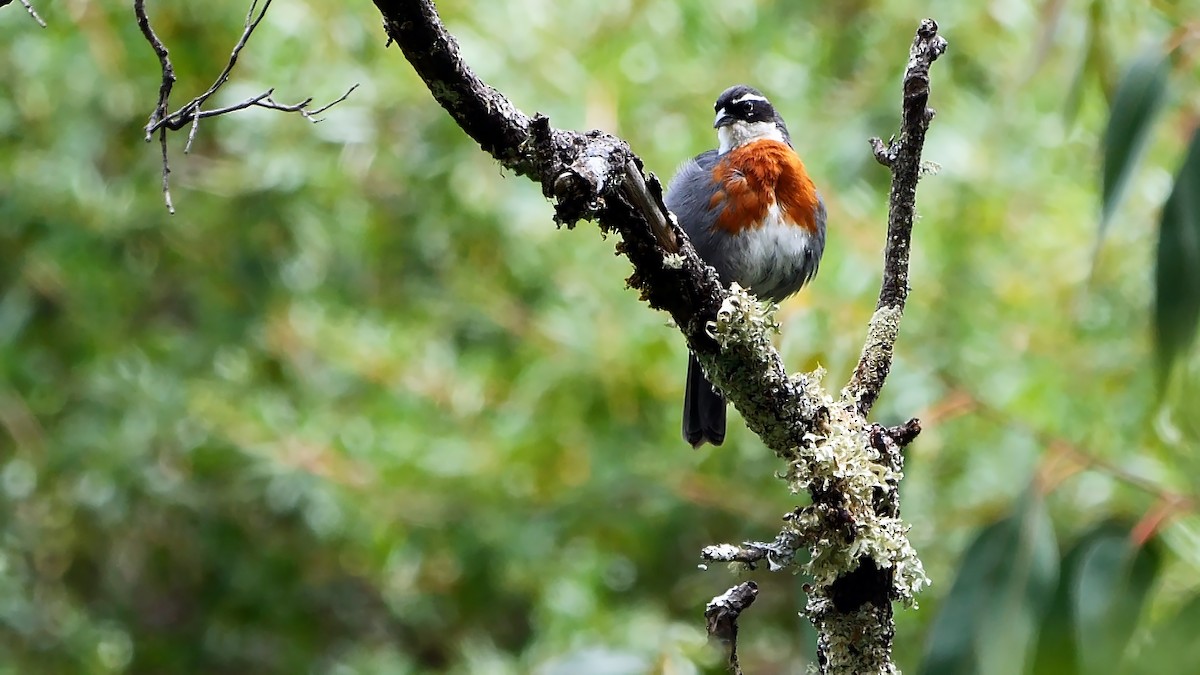 Chestnut-breasted Mountain Finch - ML608967704