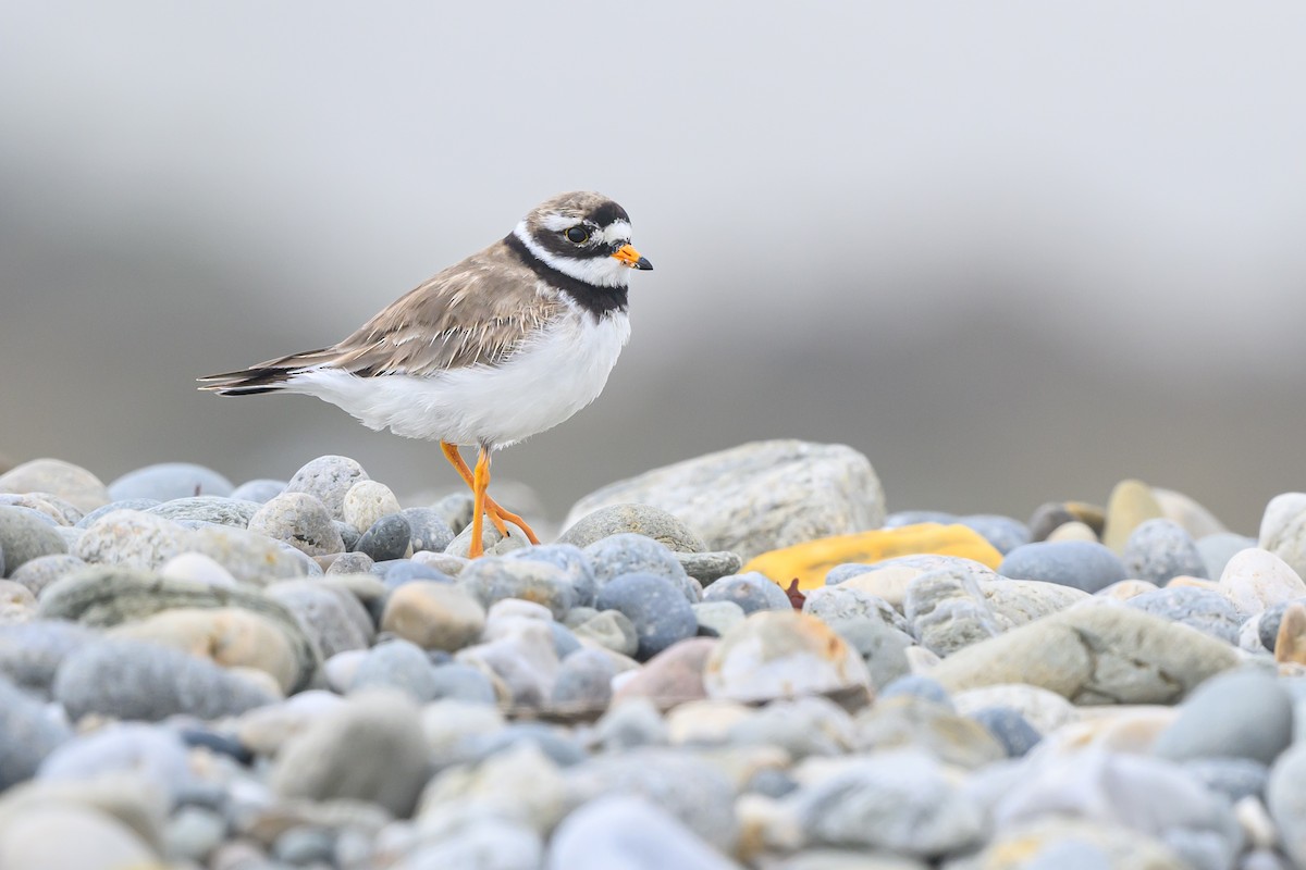 Common Ringed Plover - ML608967755