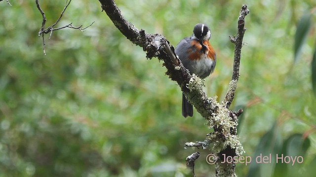Chestnut-breasted Mountain Finch - ML608967902