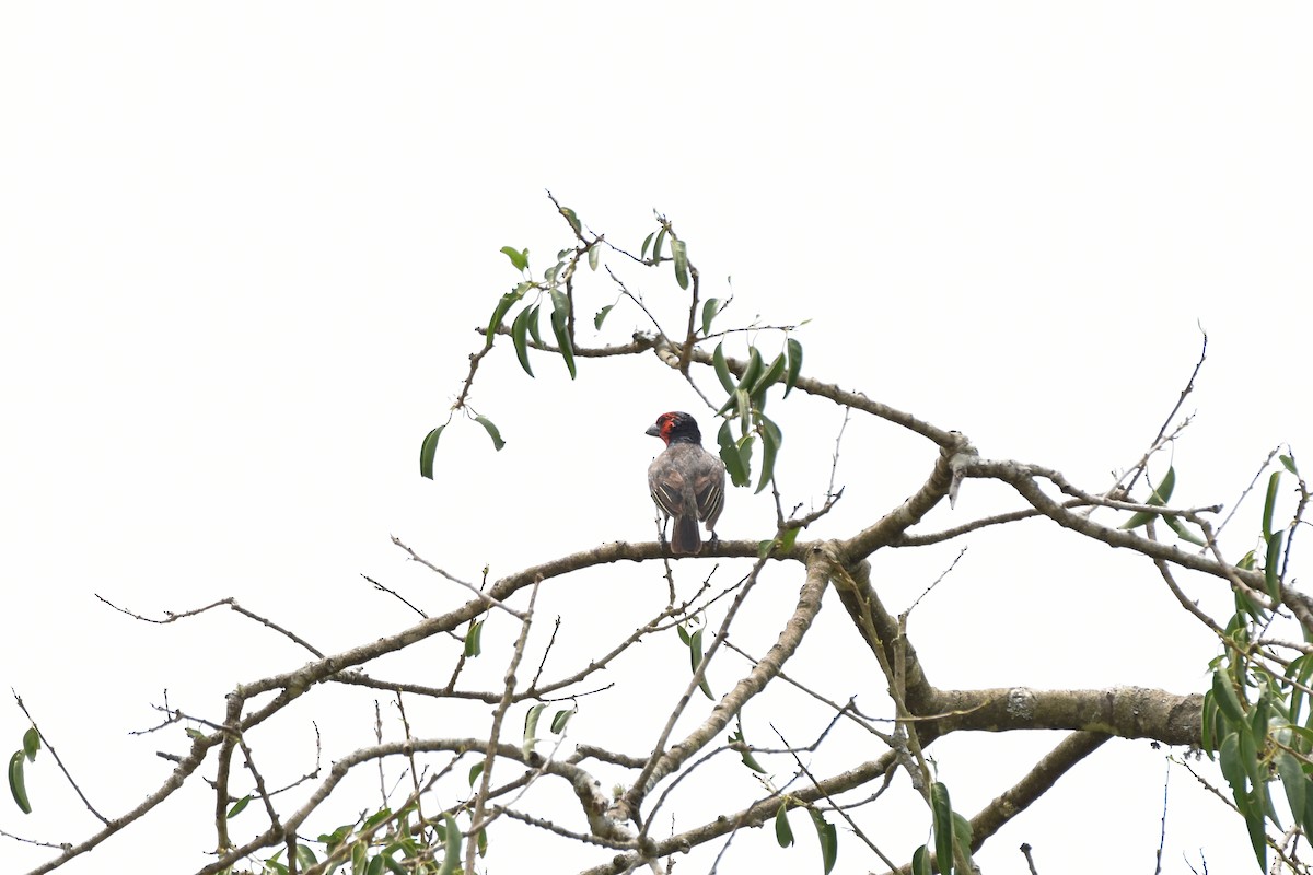 Red-faced Barbet - ML608968448