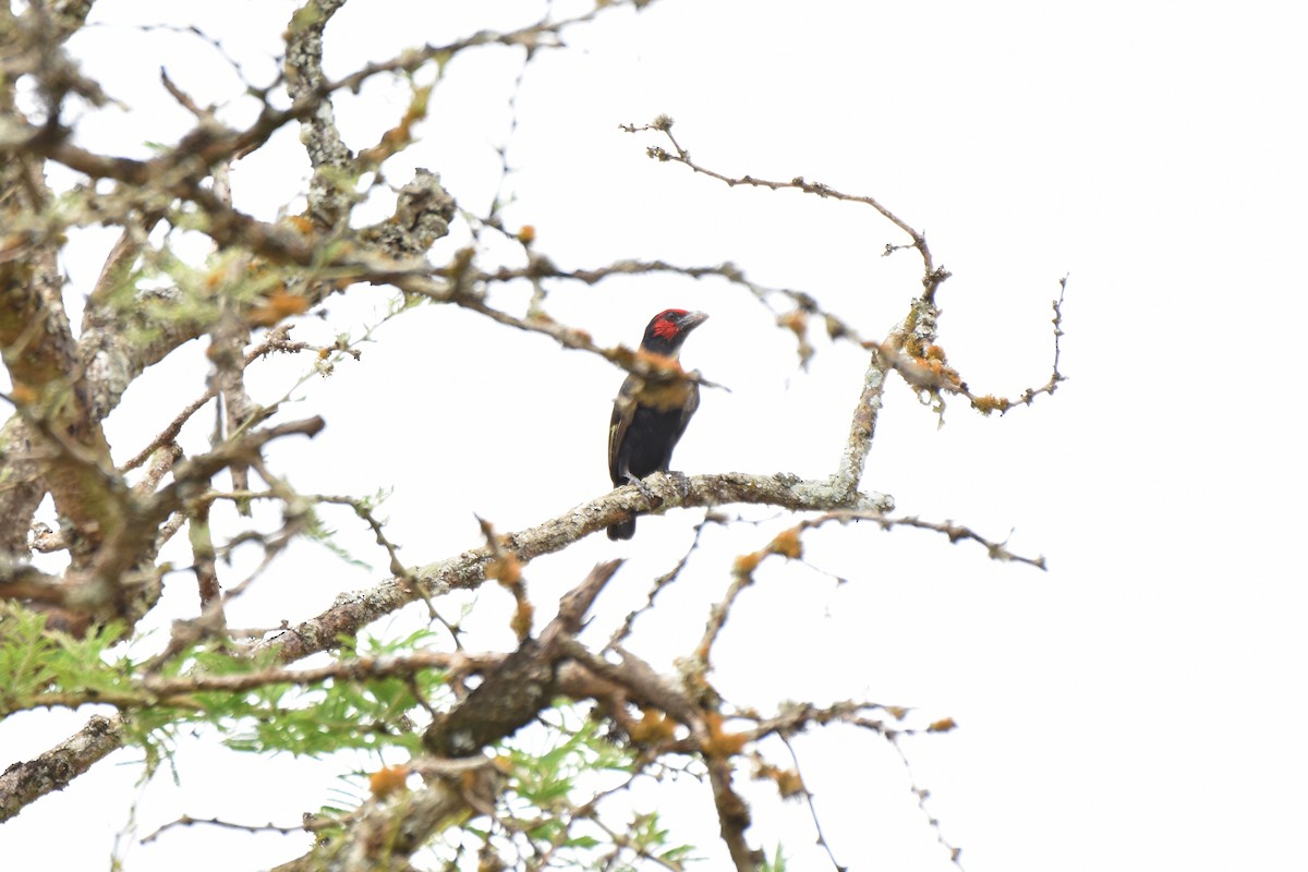 Red-faced Barbet - ML608968450