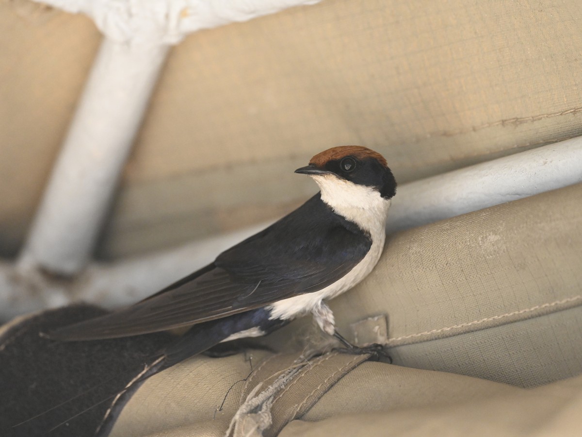 Wire-tailed Swallow - ML608968978